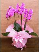 051013 １３．ピンク系 ミディ胡蝶蘭の花鉢