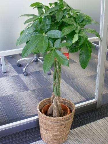 flower shop シャムロック｜新宿,四谷,四谷二丁目のお花屋さん