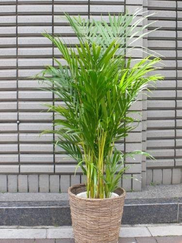 flower shop シャムロック｜新宿,四谷,四谷二丁目のお花屋さん