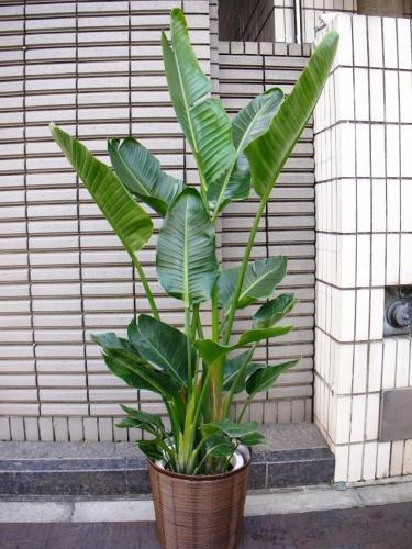 flower shop シャムロック｜新宿,四谷,四谷二丁目のお花屋さん