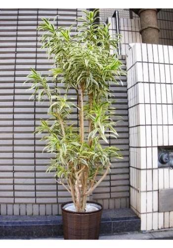 flower shop シャムロック｜新宿,四谷,四谷二丁目のお花屋さん